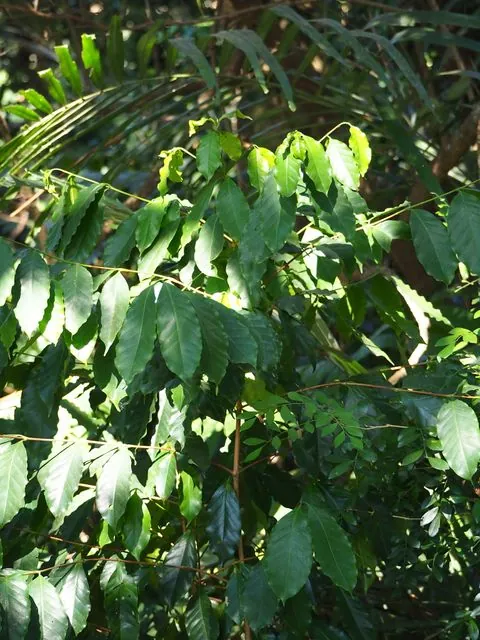Foto de Coffea arabica L.