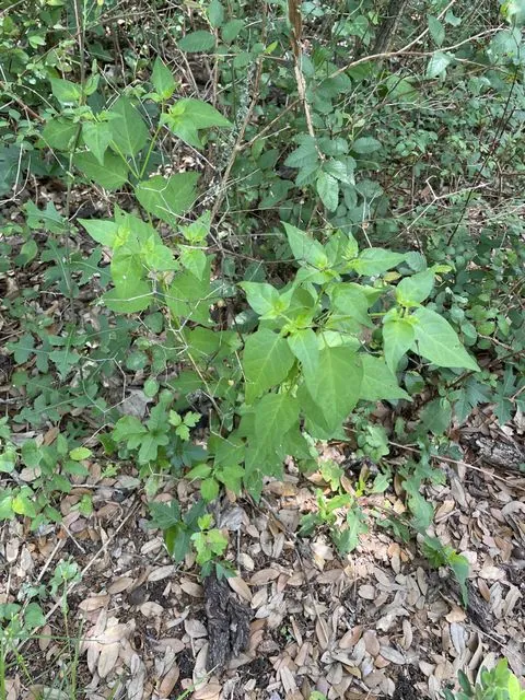 Foto de Capsicum annuum L.