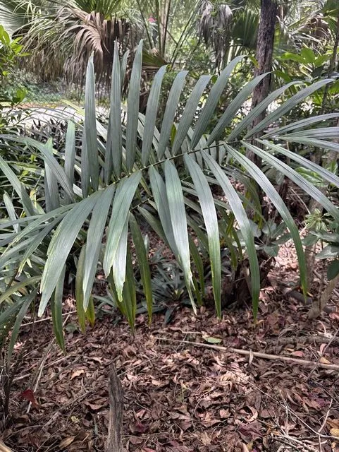 Foto de Elaeis guineensis Jacq.