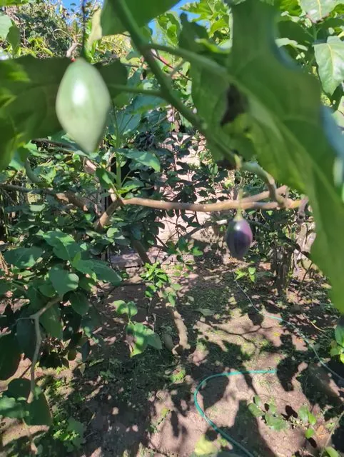 Foto de Solanum betaceum Cav.