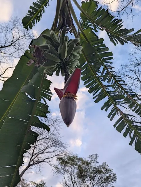 Foto de Musa ×paradisiaca L.