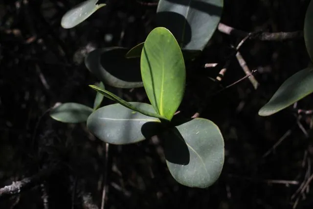 Foto de Clusia multiflora Kunth