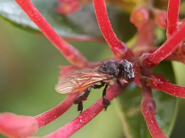 Foto de Trigona fulviventris Guérin-Méneville, 1844