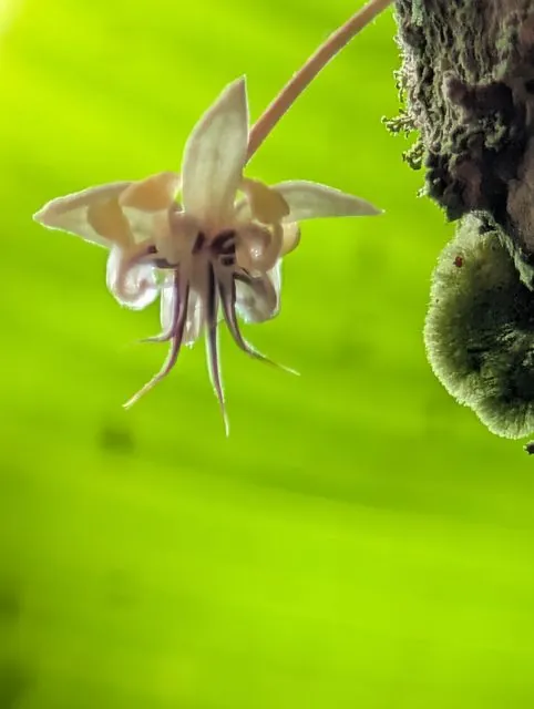 Foto de Theobroma cacao L.