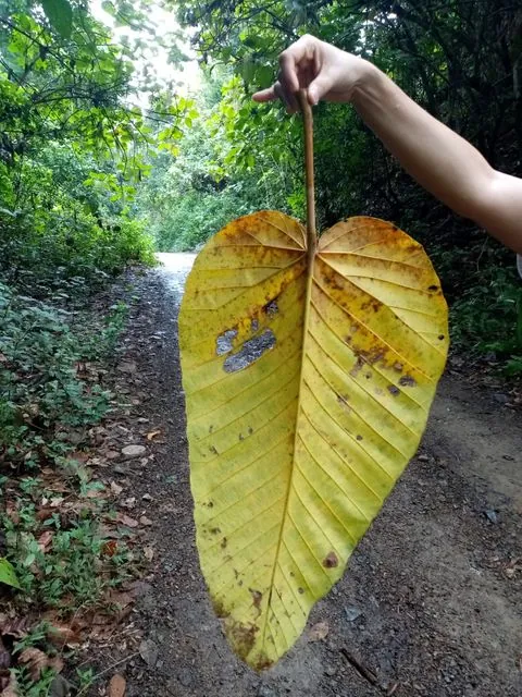 Foto de Coussapoa villosa Poepp. & Endl.