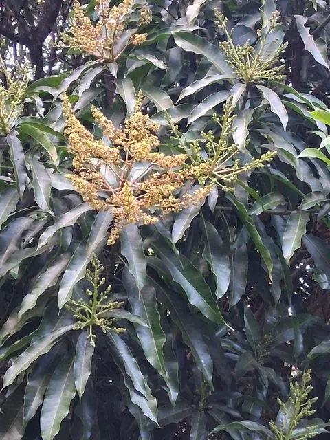Foto de Mangifera indica L.