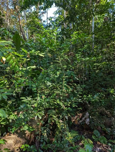 Foto de Citrus ×aurantiifolia (Christm.) Swingle
