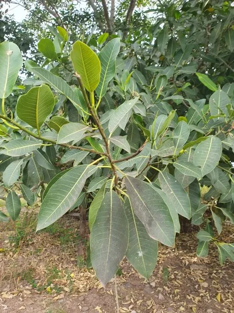 Foto de Ficus insipida Willd.