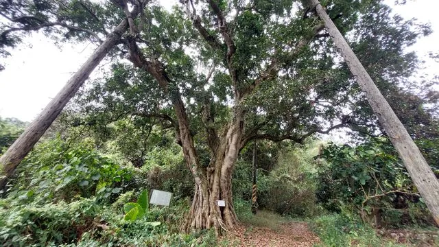 Foto de Litchi chinensis Sonn.