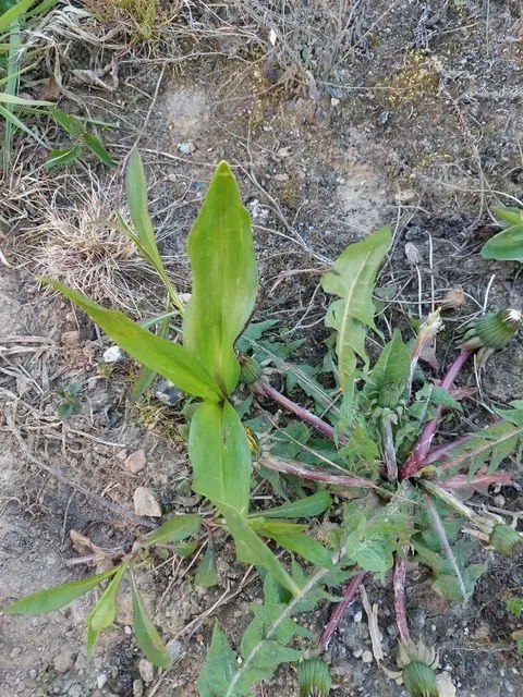 Foto de Zea mays L.