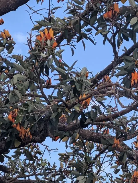 Foto de Erythrina fusca Lour.