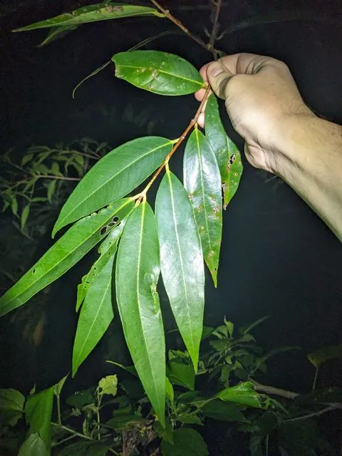 Foto de Syzygium jambos (L.) Alston