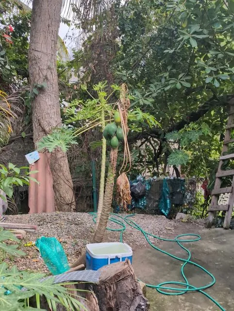 Foto de Carica papaya L.