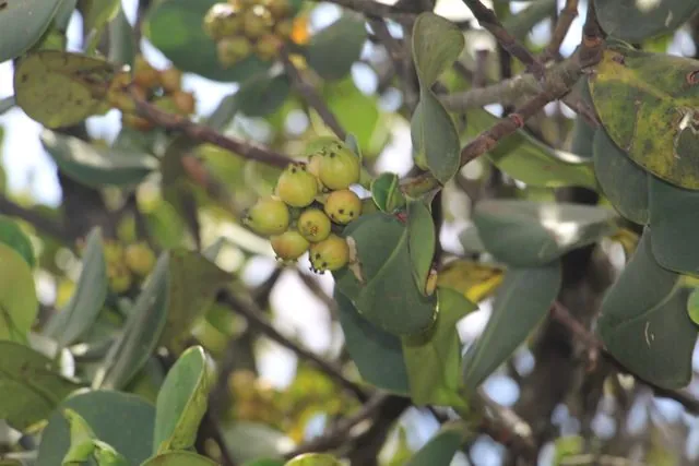 Foto de Clusia multiflora Kunth