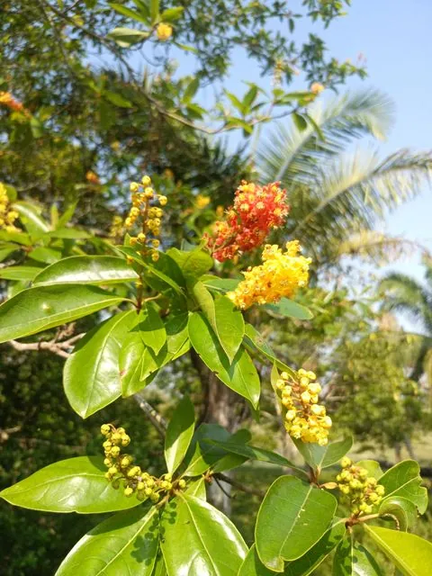 Foto de Byrsonima crassifolia (L.) Kunth