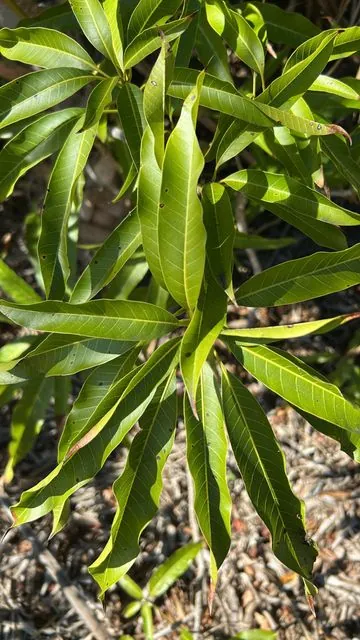 Foto de Mangifera indica L.