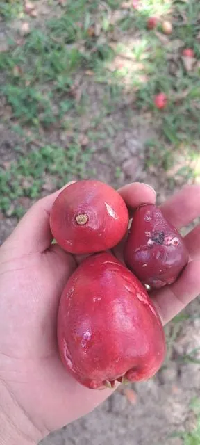 Foto de Syzygium malaccense (L.) Merr. & L.M.Perry