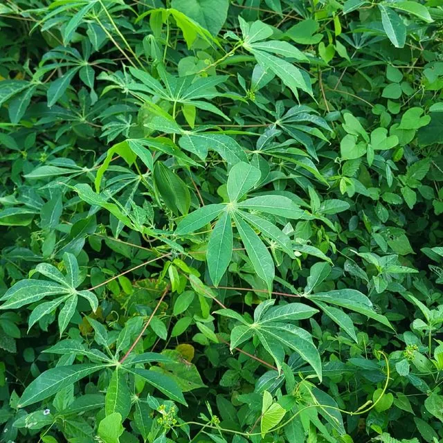 Foto de Manihot esculenta Crantz