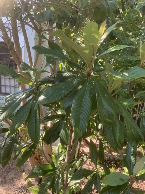 Foto de Rhaphiolepis bibas (Lour.) Galasso & Banfi