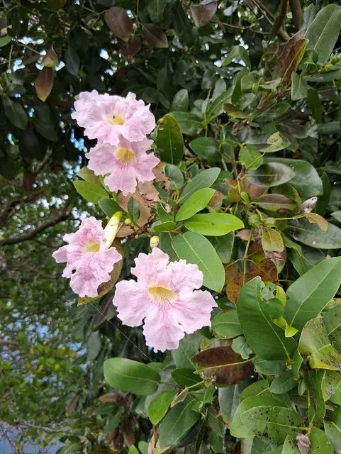 Foto de Tabebuia heterophylla (DC.) Britton