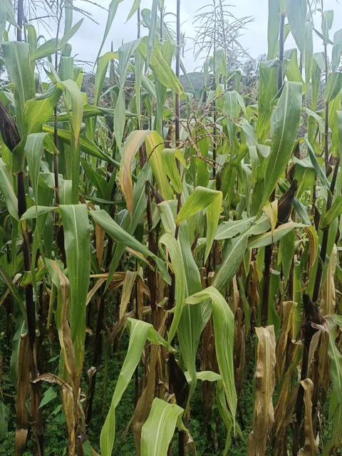 Foto de Zea mays L.