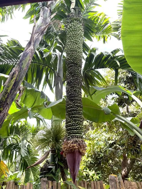Foto de Musa ×paradisiaca L.