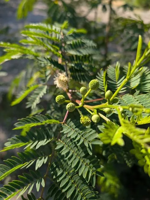 Foto de Leucaena leucocephala (Lam.) de Wit