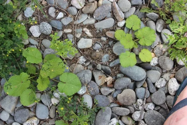 Foto de Cucurbita maxima Duchesne