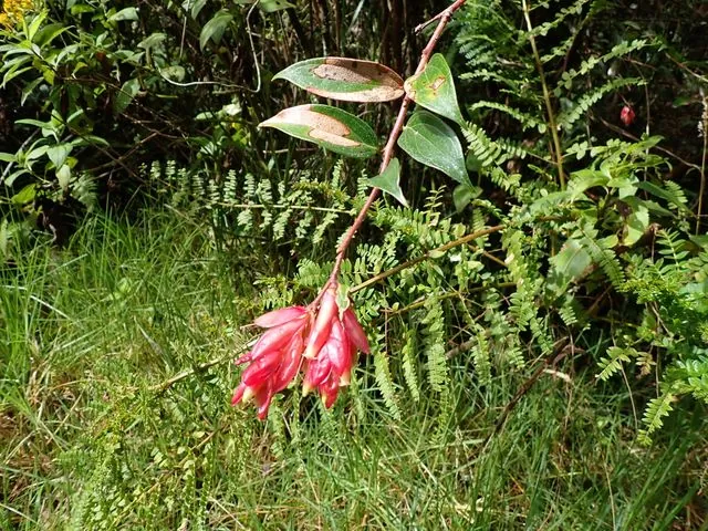 Foto de Cavendishia bracteata (Ruiz & Pav. ex A.St.-Hil.) Hoerold