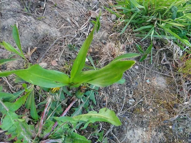 Foto de Zea mays L.