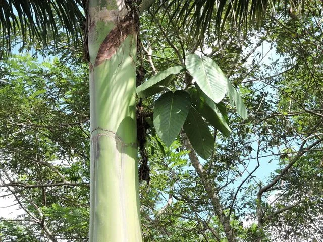 Foto de Coussapoa villosa Poepp. & Endl.