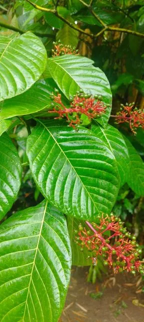 Foto de Palicourea guianensis Aubl.