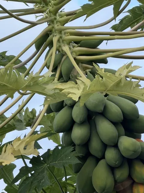 Foto de Carica papaya L.