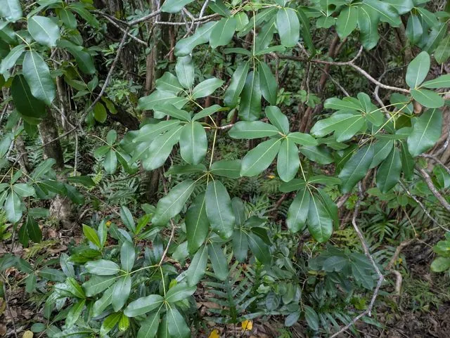 Foto de Tabebuia heterophylla (DC.) Britton