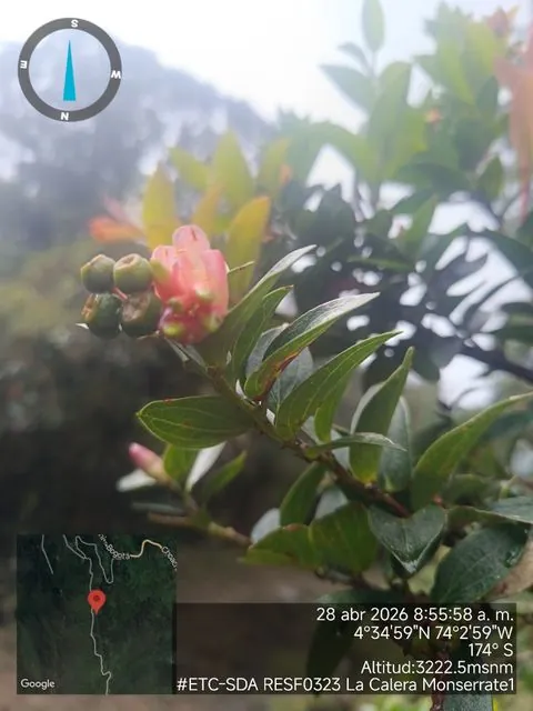 Foto de Cavendishia bracteata (Ruiz & Pav. ex A.St.-Hil.) Hoerold
