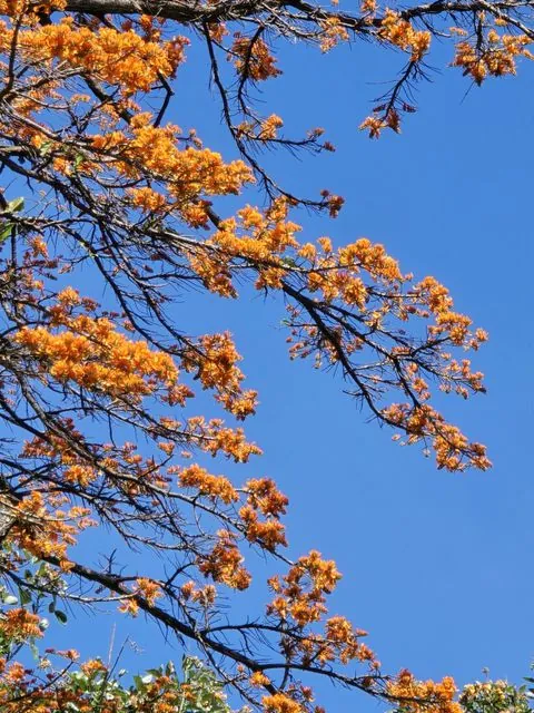 Foto de Erythrina poeppigiana (Walp.) O.F.Cook