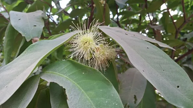 Foto de Syzygium jambos (L.) Alston