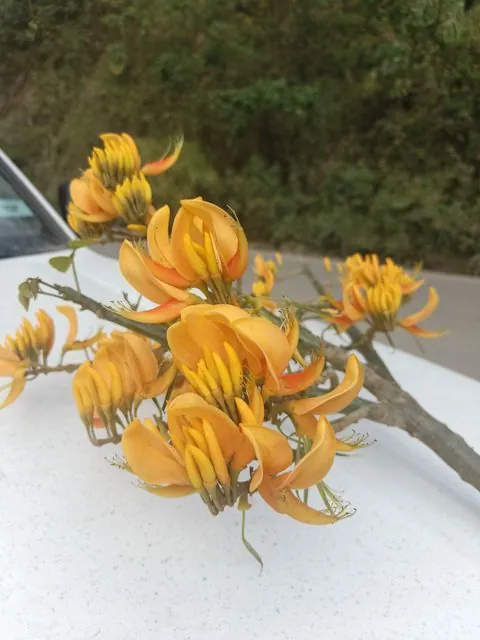 Foto de Erythrina poeppigiana (Walp.) O.F.Cook