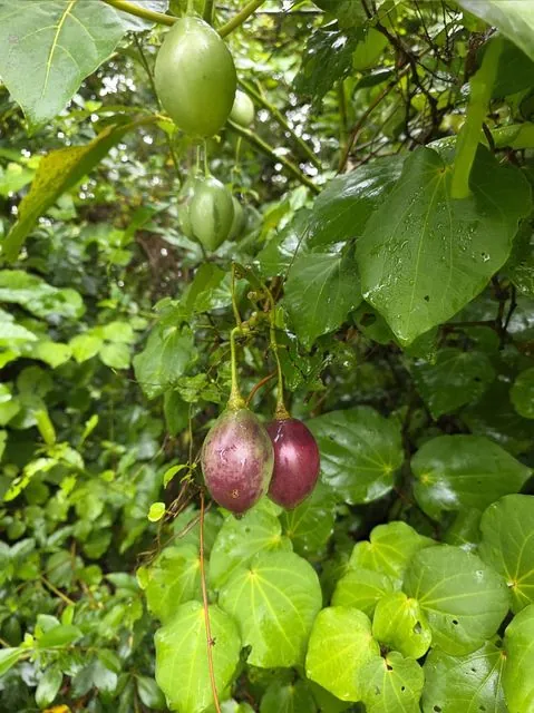 Foto de Solanum betaceum Cav.
