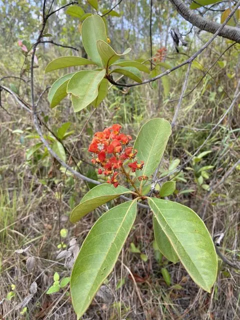 Foto de Byrsonima crassifolia (L.) Kunth