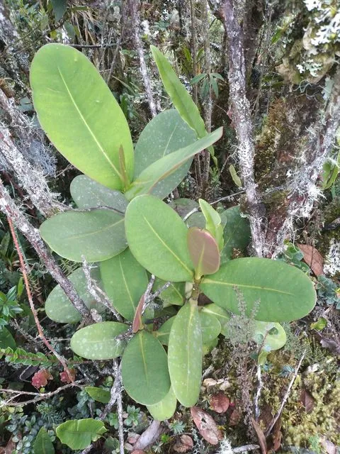 Foto de Clusia multiflora Kunth
