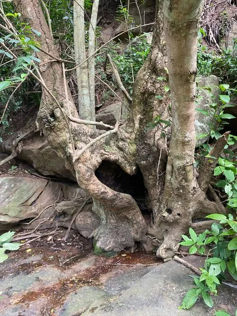 Foto de Ficus sur Forssk.