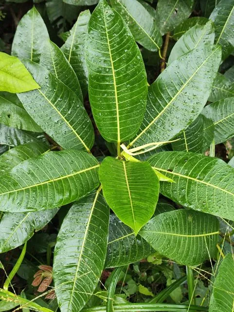 Foto de Ficus insipida Willd.
