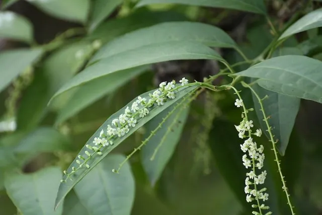Foto de Citharexylum donnell-smithii Greenm.
