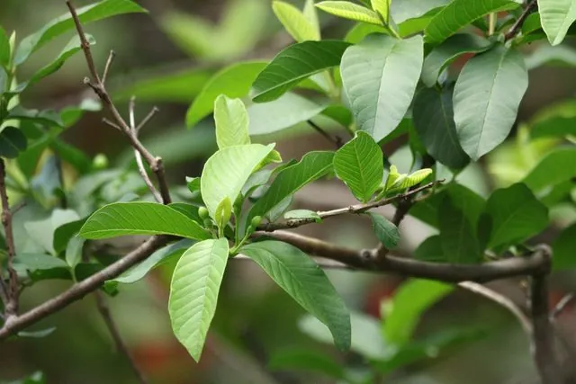 Foto de Psidium guajava L.