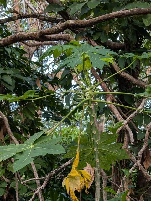 Foto de Carica papaya L.