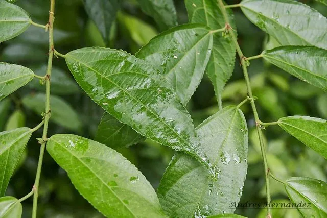 Foto de Acalypha diversifolia Jacq.
