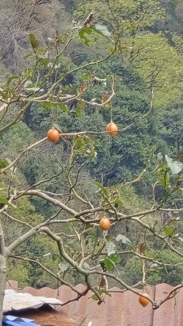 Foto de Solanum betaceum Cav.