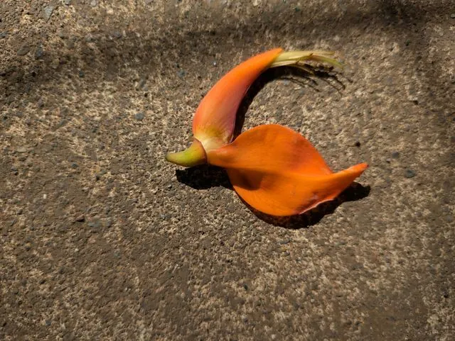 Foto de Erythrina poeppigiana (Walp.) O.F.Cook
