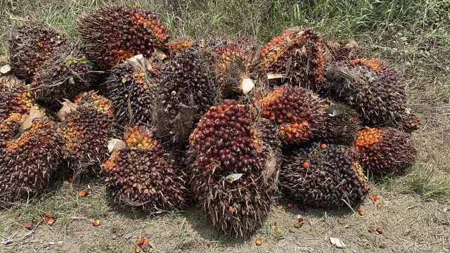 Foto de Elaeis guineensis Jacq.
